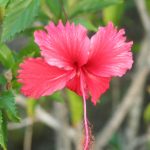 В раю нет телевизора: Виргинские острова British Virgin Islands 1450 150x150 В раю нет телевизора: Виргинские острова