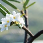 В раю нет телевизора: Виргинские острова British Virgin Islands 1966 150x150 В раю нет телевизора: Виргинские острова