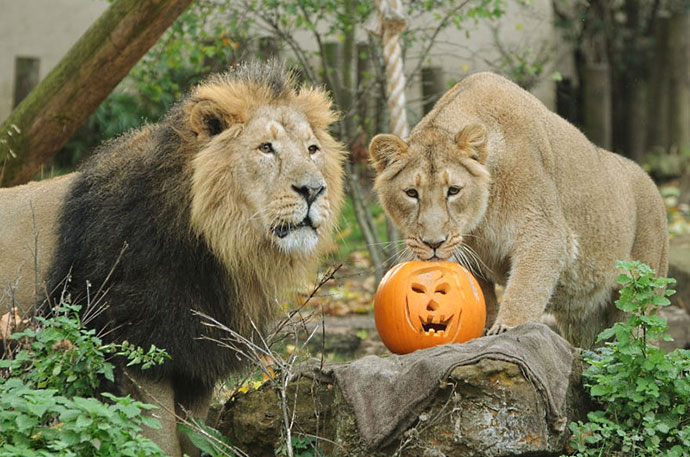 Halloween-Half-Term--ZSL-London-Zoo