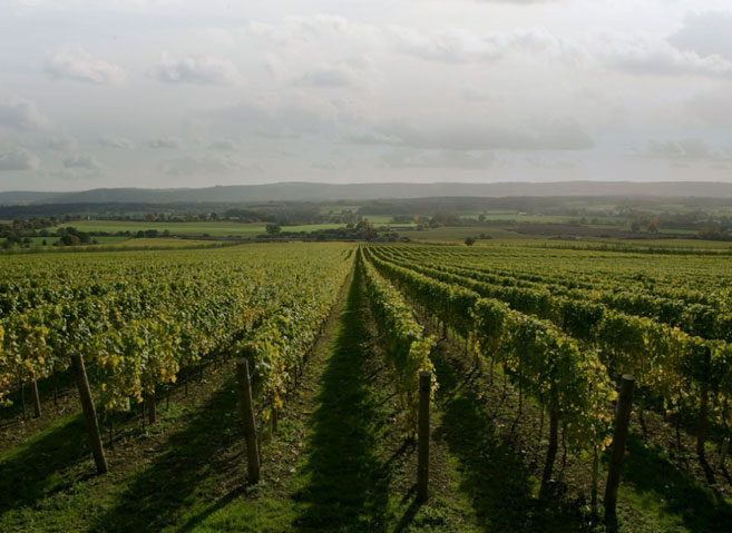 Nyetimber-vineyard,-Sussex