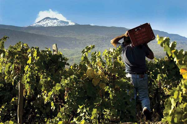 Этна. Белые и красные вина на вулкане