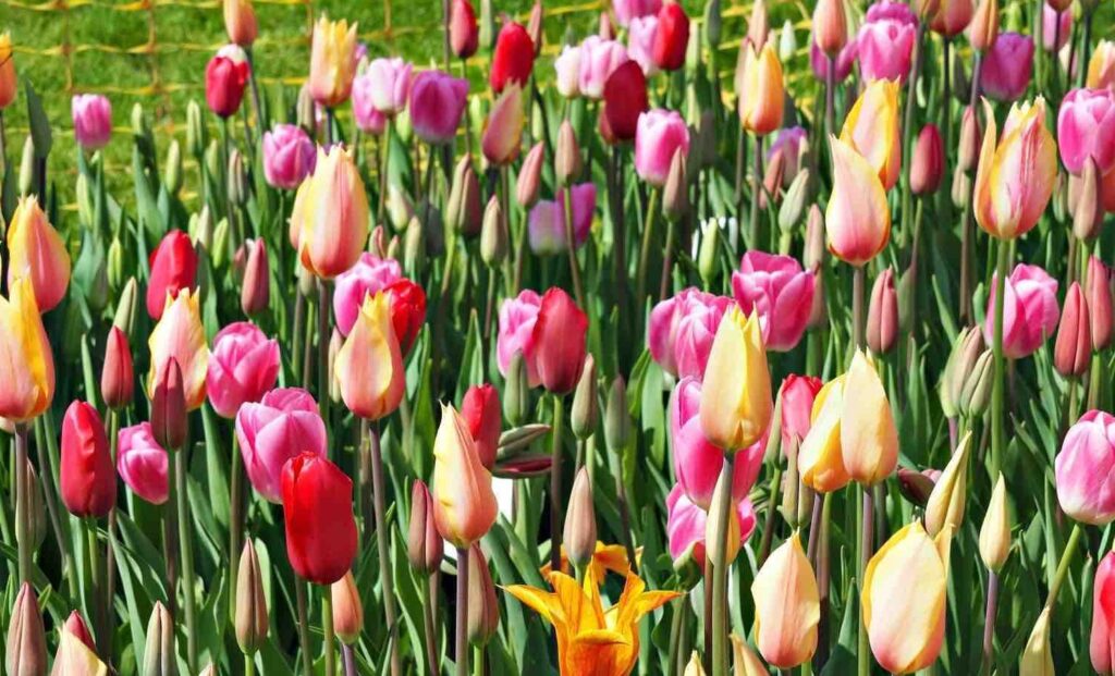 tulip festival Фестиваль тюльпанов