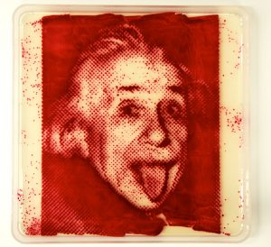 Фотография Альберта Эйнштейна, созданная методом бактериографии из Serratia marcescens. Автор - один из первых «бактериографов» микробиолог Захари Копфер        
