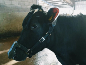 Маски для коров помогут значительно снизить выброс метана 