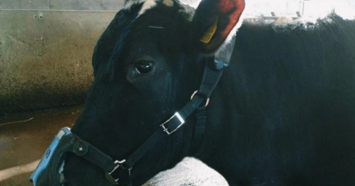 Маски для коров помогут значительно снизить выброс метана