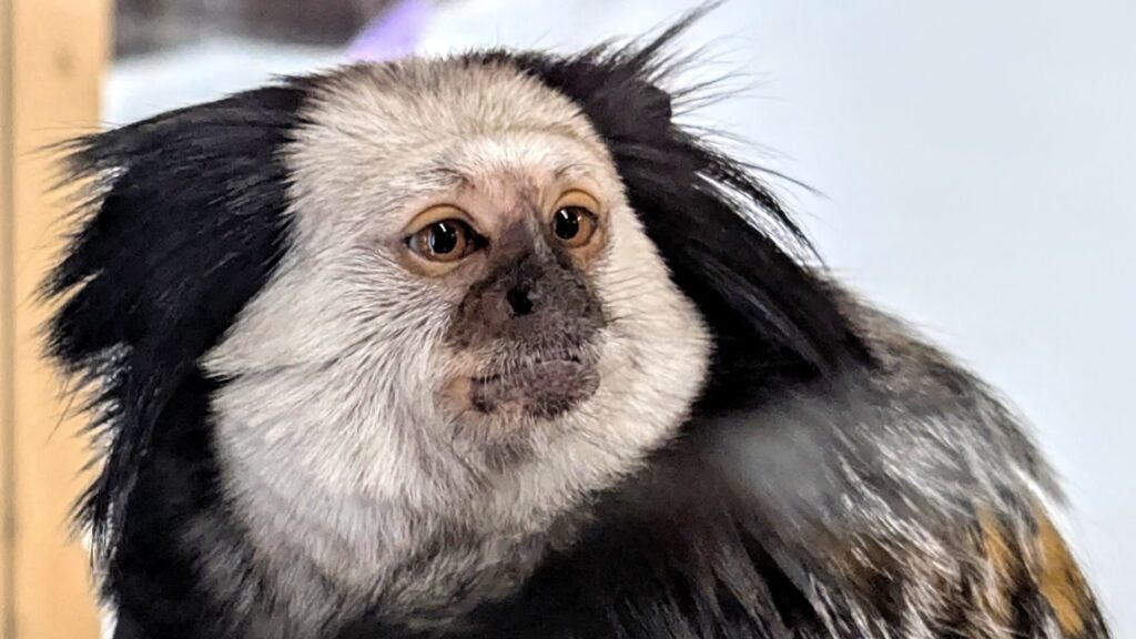 Мармозетки