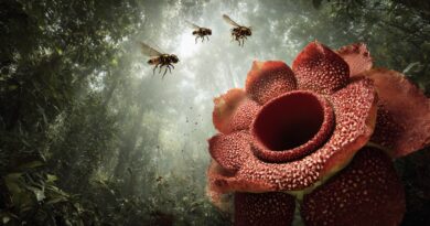 Цветы, которые пахнут смертью