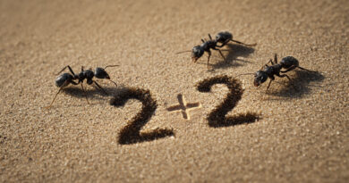 Муравьиная математика