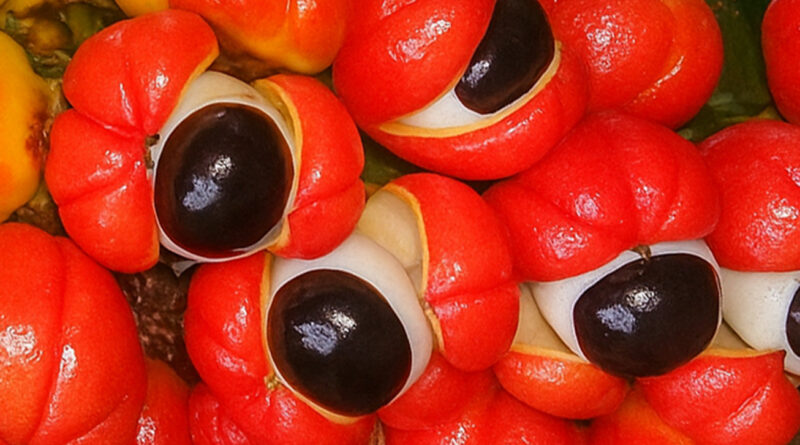 Гуарана: недремлющий "глаз" Амазонки