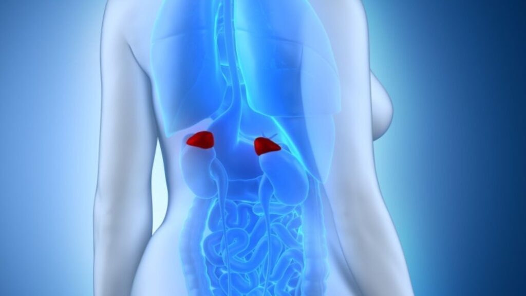 Климакс — наука гормонального взросления. Шаг третий: природные ингибиторы ароматазы