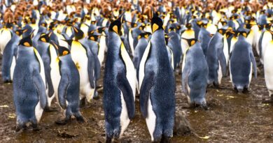 Кергелен: французский край света, где пингвины важнее людей