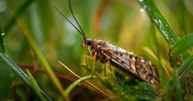 Редкий британский ручейник Limnephilus pati