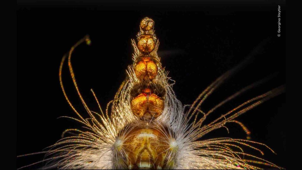 Wildlife Photographer of the Year: легендарному конкурсу 60!