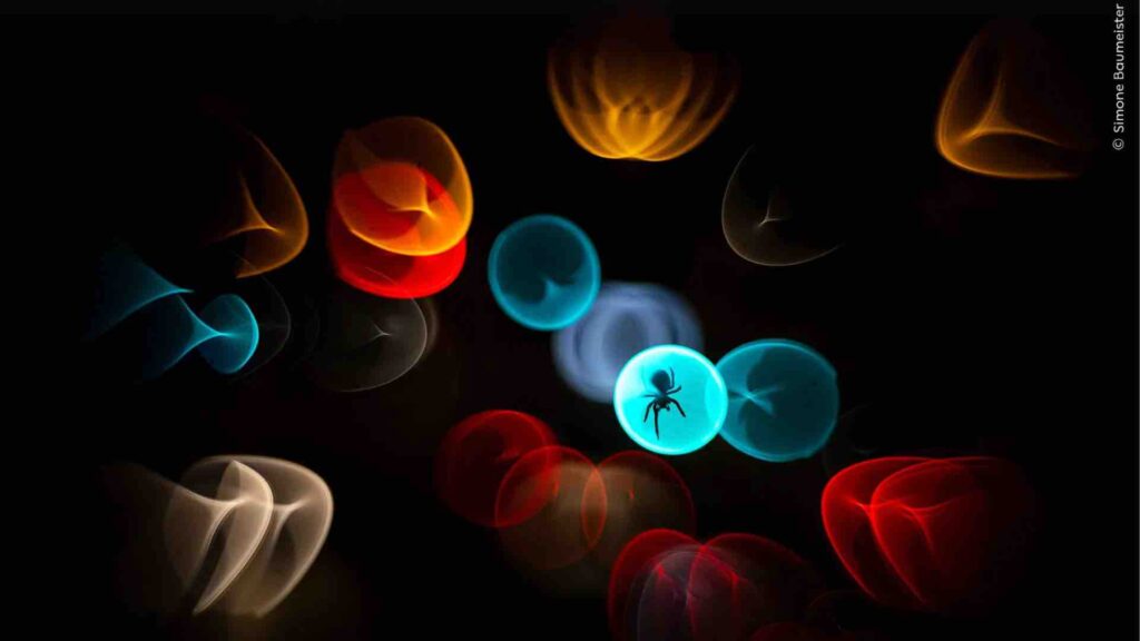 Wildlife Photographer of the Year: легендарному конкурсу 60!