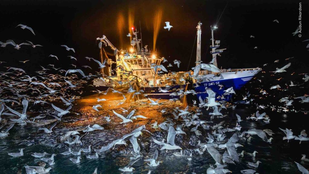 Wildlife Photographer of the Year: легендарному конкурсу 60!