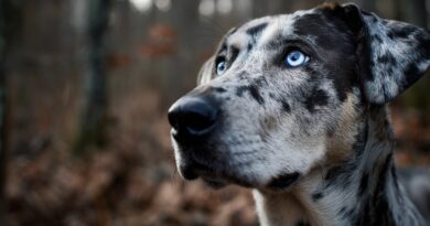 Катахула, собака, которая знает о вас больше, чем вы о ней