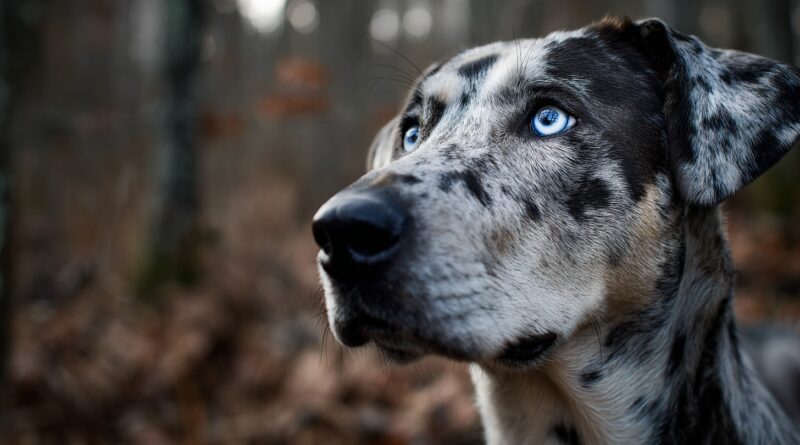 Катахула, собака, которая знает о вас больше, чем вы о ней