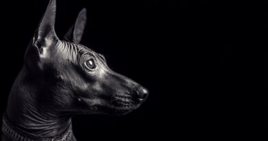 Ксолоитцкуинтли, собака из другого мира