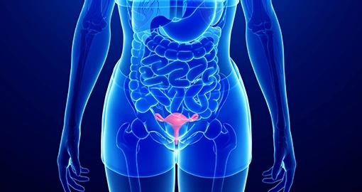 Климакс — наука гормонального взросления. Шаг четвертый: натуральные стимуляторы выработки гормонов 