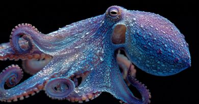 Осьминог — странный разум по соседству?