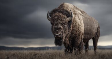 Американский бизон в Йеллоустоуне