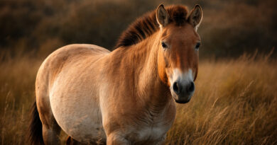 Лошадь Пржевальского: последняя дикая лошадь или древний эксперимент человека?