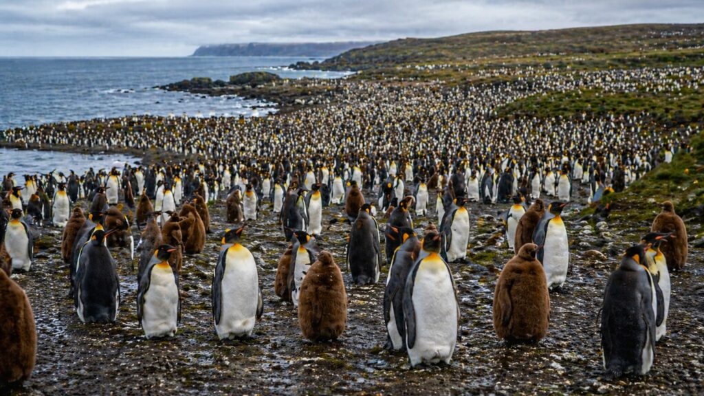 Фолклендские острова. Империя Пингвинов.