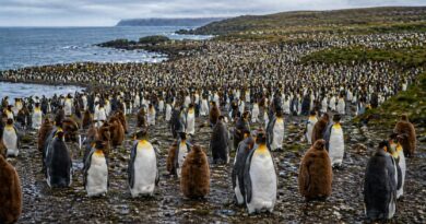 Фолклендские острова. Империя Пингвинов.