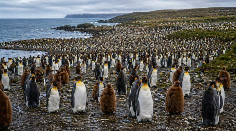 Фолклендские острова. Империя Пингвинов.